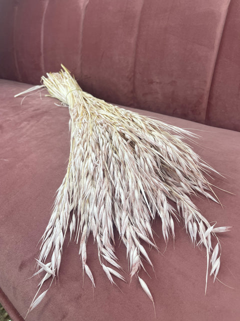 Avena seca rosa palo