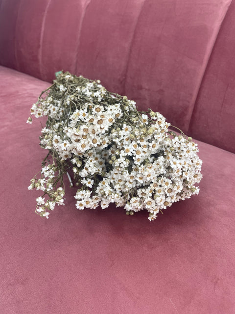 Seco blanco