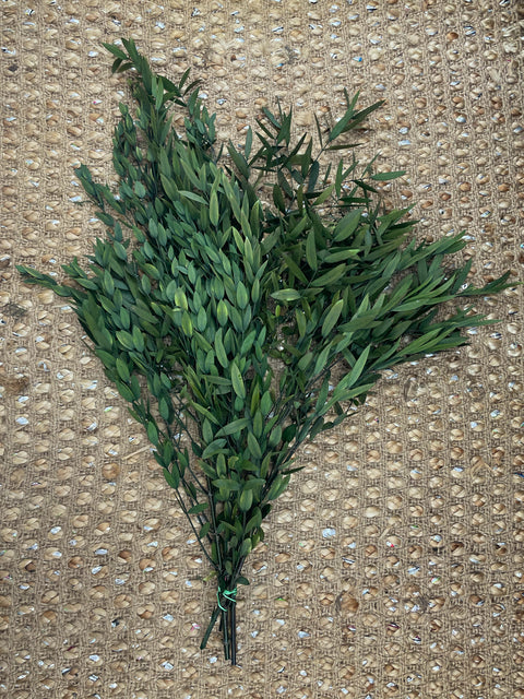 Eucalipto parvifolia preservado