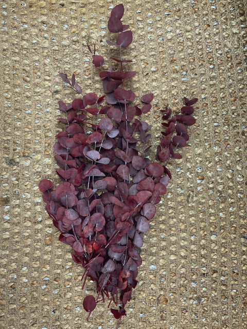 Eucalipto cinerea burdeos preservado