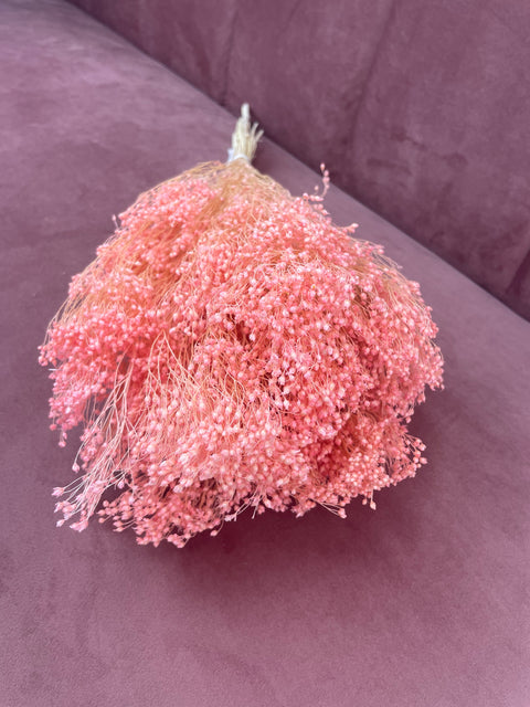Brooms seco Rosa