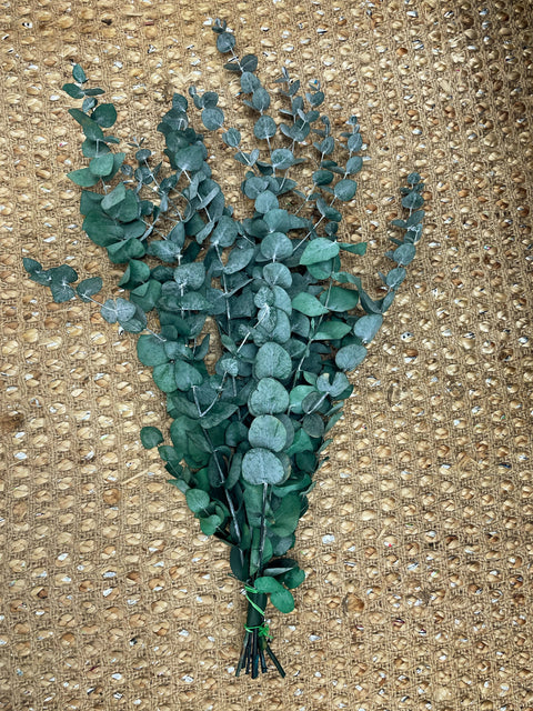 Eucalipto preservado cinerea