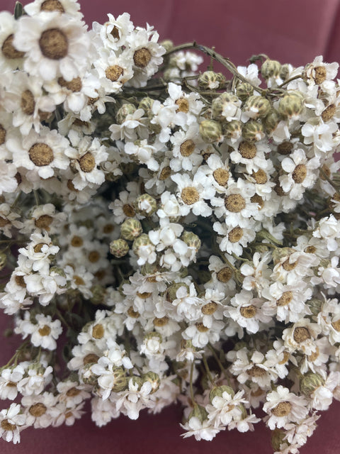 Seco blanco
