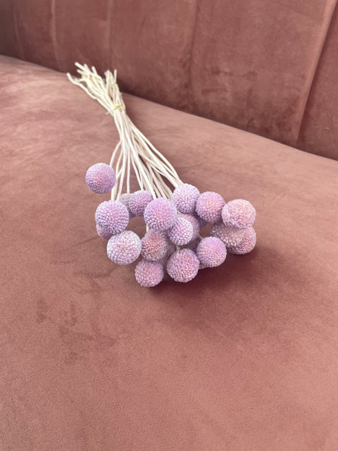 Craspedia preservada malva