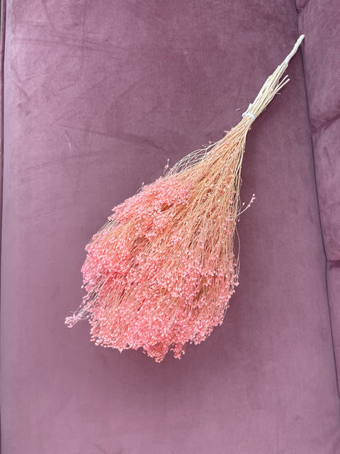 Brooms seco Rosa